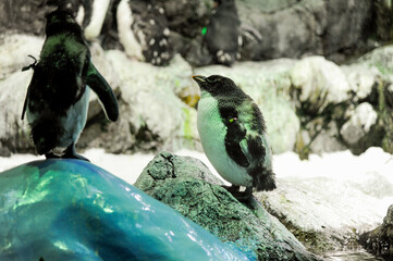 Galapagos Penguin Loro Park Tenerife Spain