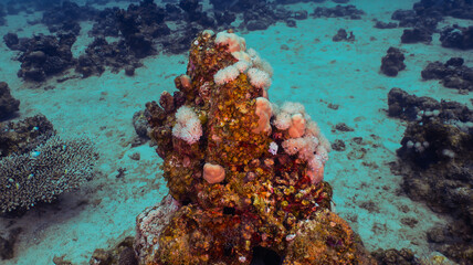 Scuba diving Red Sea Eilat