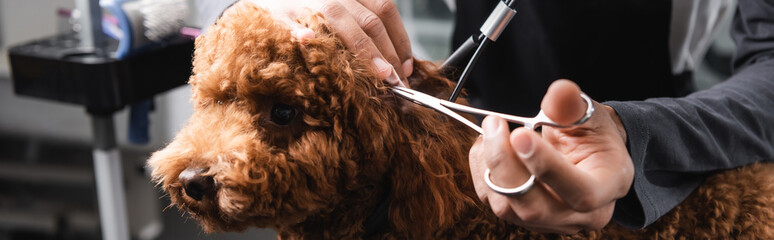 partial view of african american groomer trimming head of poodle in pet salon, banner.