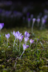 first crocuses field in spring, purple flowers in grass. High quality photo