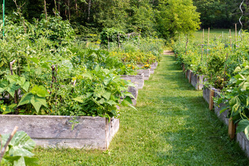 Vegetable beds in community garden with growing green vegetables in local public park.