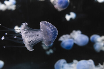 Obraz premium Jellyfish in Loro park Tenerife 27 December 2019