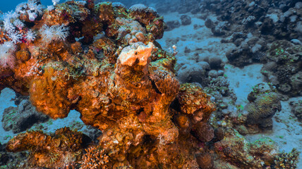 Fototapeta na wymiar Scuba diving Red Sea Eilat