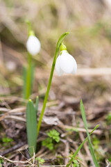 First wild snowdrops in early spring in the forest