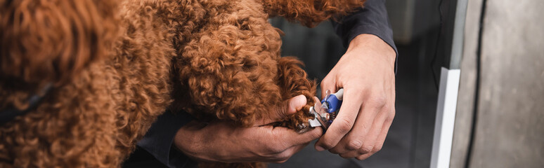 Obraz premium partial view of african american groomer cutting claws of brown dog in salon, banner.