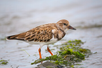 Ruddy Turnstone on the beach of Paracas Bay, Peru