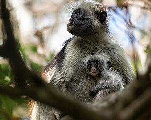 Colobus monkey with cub in Jozani Chwaka Bay National Park on the island of Zanzibar