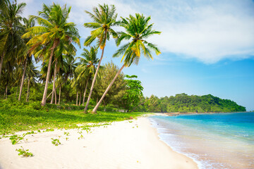 tropical beach with cocnut palm tree