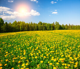 Fototapeta premium Yellow flowers hill under blue cloudy sky with sun