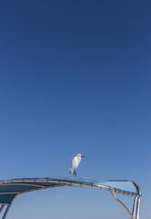 A Snowy Egret (Egretta Thula) under the clear blue sky.