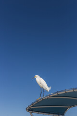 A Snowy Egret (Egretta Thula) under the clear blue sky.