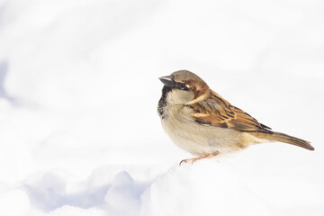 House sparrow (Passer domesticus) in winter