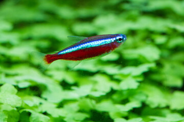 cardinal tetra fish (Paracheirodon axelrodi)