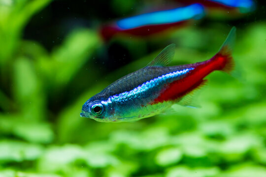  neon tetra fish (Paracheirodon innesi)