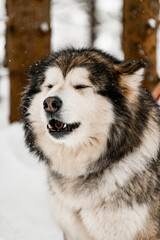 Portrait of a gorgeous eyes closed gray and white Alaskan Malamute dog