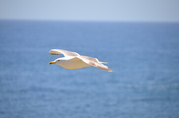 Gaviotas en el mar mediterraneo