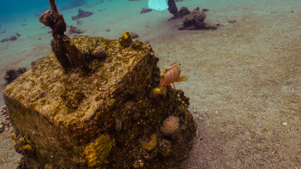 Scuba diving Red Sea Eilat