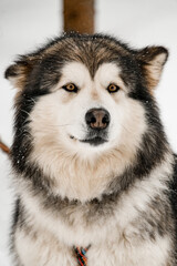 Selective focus on beautiful gray and white husky dog on a walk