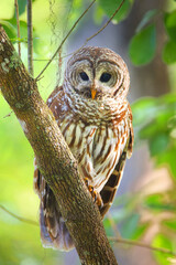 Barred owl (Strix varia) sitting on a tree