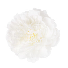 Delicate white peony isolated on white background © Olga Ionina