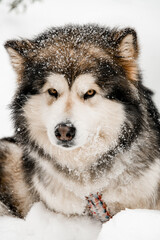 Close-up portrait of a huge sled dog Alaskan Malamute with a menacing look laying down