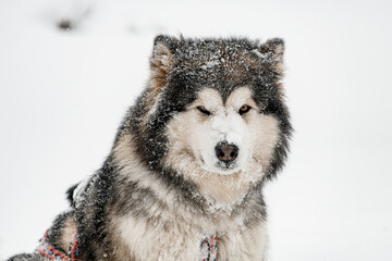 Close up photo of Alaskan Malamute sled dog with grey and white fluffy coat