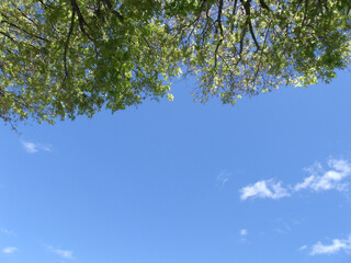 branches against sky