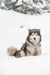 Photo of beautiful sled dog Alaskan Malamute with gray and white thick fur