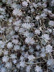 background of succulents