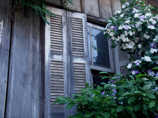 Fototapeta na wymiar window with shutters and flowers