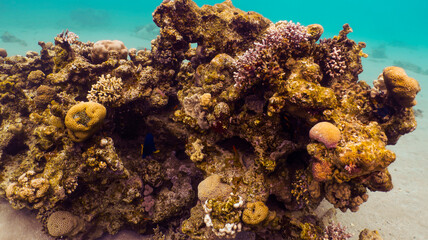 Scuba diving Red Sea Eilat