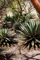 Fototapeta premium Terreno con cactus