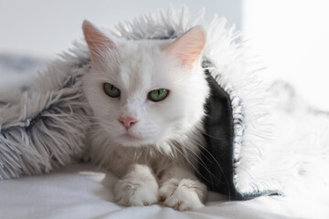 Bored young white mixed breed cat under plaid
