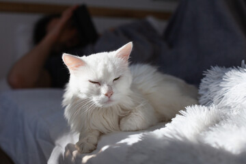 Bored young white mixed breed cat under plaid. Kitty and man on bed