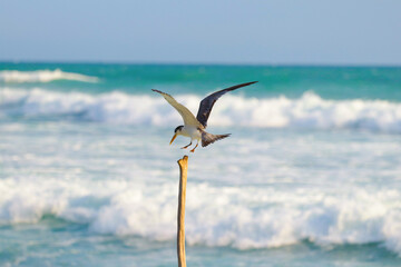 seagull in flight