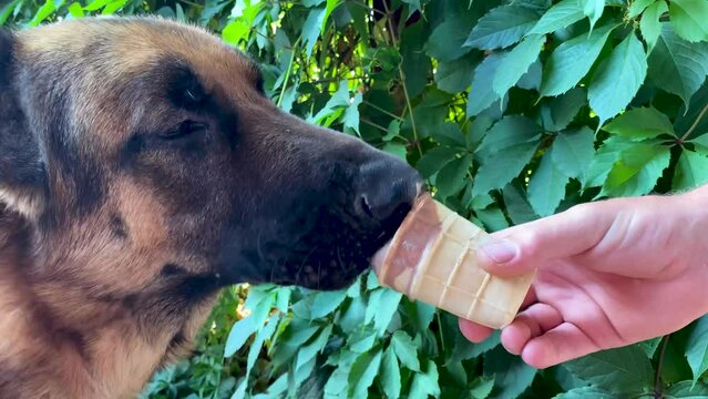 German Shepherd dog eats chocolate ice cream in a waffle cup. Owner feeds pet delicacy with his hands. Sweet cold dessert on a hot summer day against the background of green foliage