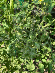 cherry tomatoes on a bush
