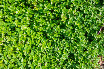 tropical greens as a natural carpet