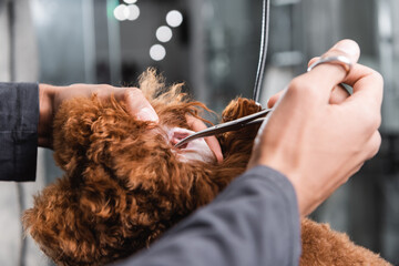partial view of african american groomer cleaning ear of poodle in pet salon.