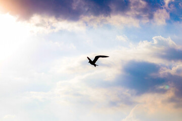 seagull in the sky