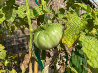 green tomato on a vine