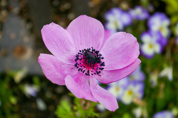 pink and purple flowers