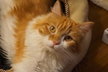 Gato pelirrojo mirando a la cámara