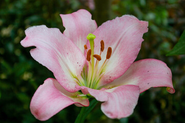 close up of pink lily flower