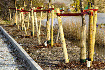 Newly planted trees at roadside with three stakes to support it, roots watering pipe
