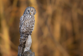 Ural owl ( Strix uralensis ) close up