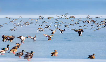 Frozen lake and birds. White blue nature background. Birds; Mallard, Eurasian Wigeon and Eurasian...
