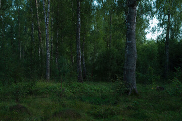 green birch grove on a summer day
