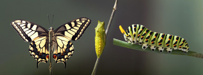 Transformation of common machaon butterfly emerging from cocoon isolated - obrazy, fototapety, plakaty