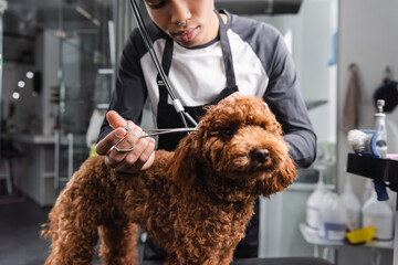 partial view of young african american man trimming poodle in grooming salon.
